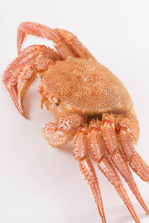 Crabの写真素材