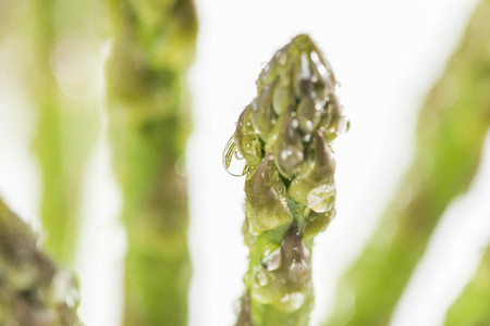 asparagusの写真素材