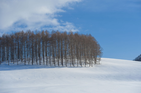 Snow scene