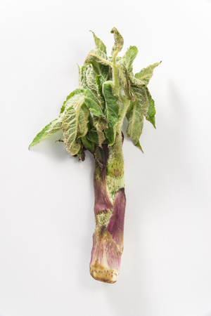 Edible wild plantsの写真素材