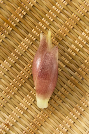 Gingerの写真素材