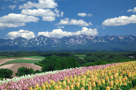 Flower gardenの写真素材
