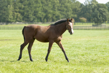 Horseの写真素材