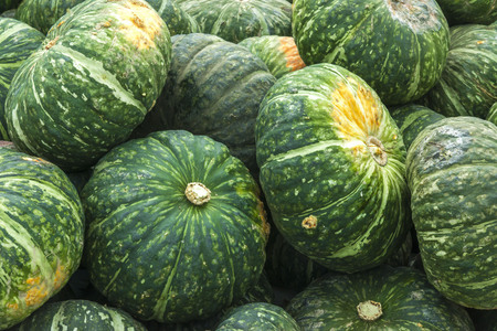 pumpkinの写真素材