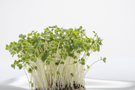 Broccoli Sproutの写真素材