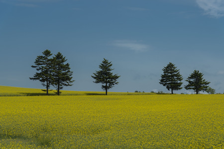 Flower gardenの写真素材