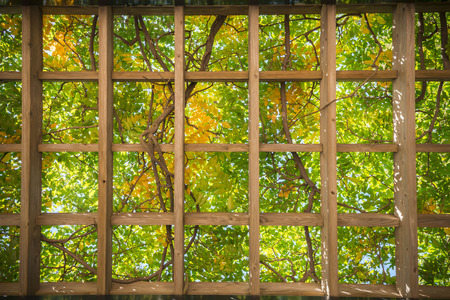 Autumn leavesの写真素材