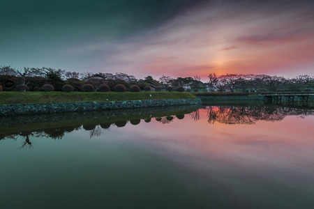 Cherry treeの写真素材