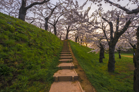 Cherry treeの写真素材
