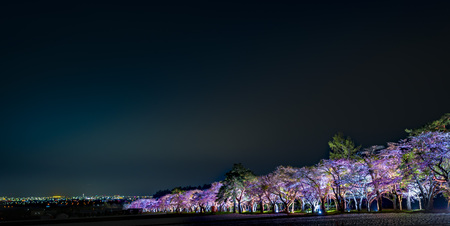 Cherry treeの写真素材