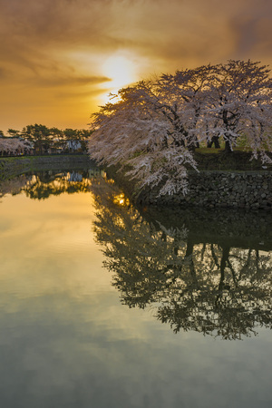Cherry treeの写真素材