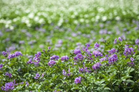 Potato fieldの写真素材