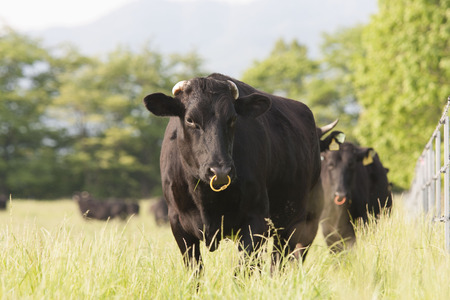Beef cattle pasture landの写真素材