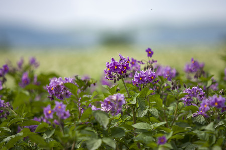 Potato flowerの写真素材