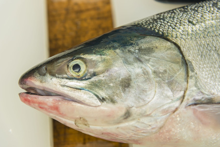 Salmon cut to size easy to eat
