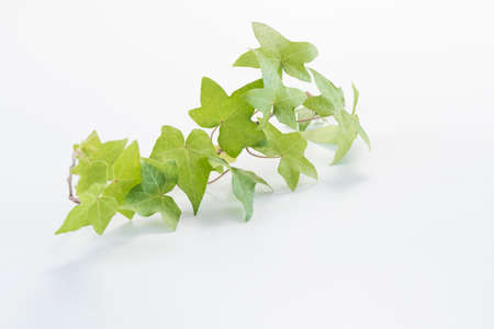 Beautiful foliage plant of the leaf that hits the lightの写真素材