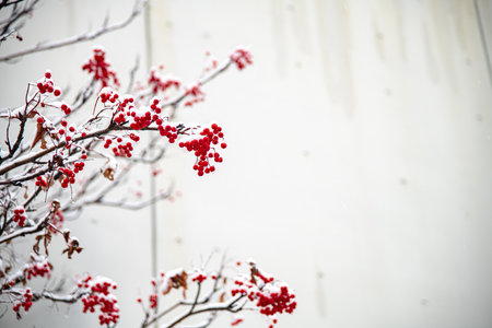 Red berries of rowan covered with hoarfrost. Winter background