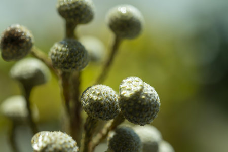 Close up of the seeds of a small plant with blurred background.の写真素材