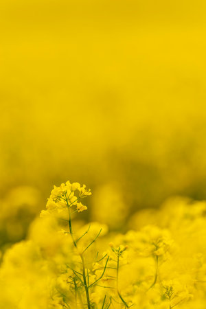 Rapeseed field with selective focus and shallow depth of field.の写真素材
