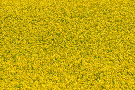 Aerial view of a large field of yellow oilseed rape.の写真素材