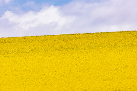 Rapeseed field under blue sky with clouds in spring, Polandの写真素材