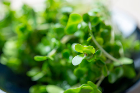 Microgreen sprouts closeup. Healthy eating and dieting concept.の写真素材