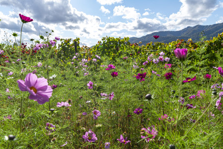 Cosmos flowers blooming in the meadow with mountains in the backgroundの写真素材