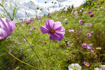 Cosmos flowers blooming in the garden, Chiang Mai, Thailandの写真素材