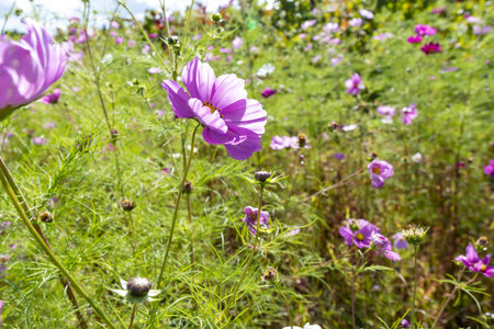 Cosmos flowers blooming in the garden on summer day. Selective focus.の写真素材
