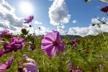 Cosmos flowers in the meadow with blue sky and sun.の写真素材