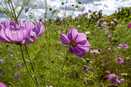 Cosmos flowers blooming in the meadow on a sunny dayの写真素材