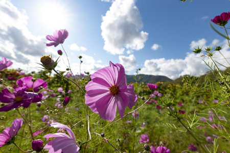 Cosmos flowers blooming in the field with blue sky background.の写真素材