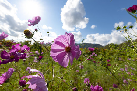 Cosmos flowers with blue sky and white clouds in the background.の写真素材
