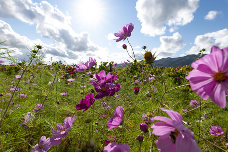 Cosmos flowers blooming on the meadow in the mountains.の写真素材