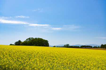 Rapeseed field with blue sky in spring, South Korea.の写真素材