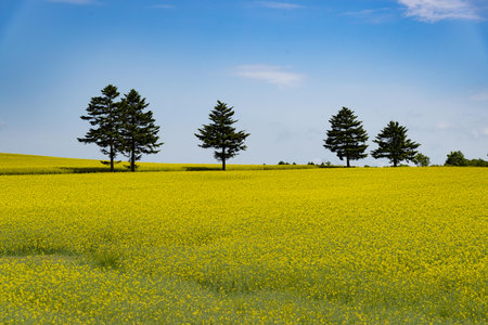A view of the rape field in the countryside of Bavaria, Germany.の写真素材