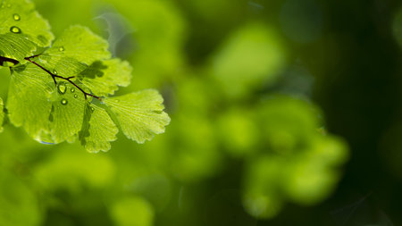 Fresh green leaves in the forest with bokeh background and copy spaceの写真素材