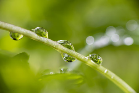 water drops on green grass blade in nature. super macro close upの写真素材