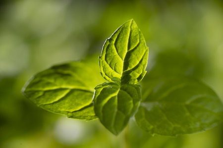 Fresh mint leaves on a blurred green background. Shallow depth of field.の写真素材