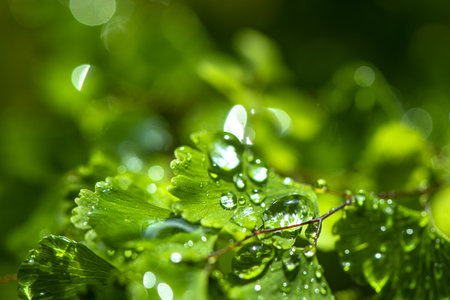 Water drops on green leaves. Natural background. Selective focus.の写真素材