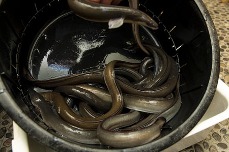 Huge eel in a bucket of water, closeup of photo. Traditional dishes cooked with fresh Japanese eel