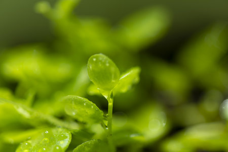 Macro shot of young green sprouts with water drops on itの写真素材