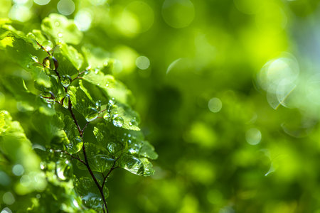 green leaves background in sunny day with bokeh and sun rayの写真素材
