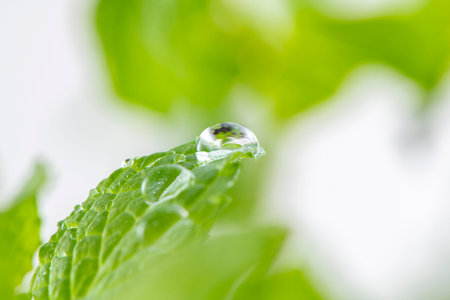 Water drop on fresh mint leaves with bokeh nature background.の写真素材