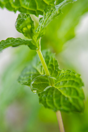 Pepper mint leaves close-up. Shallow depth of field.の写真素材