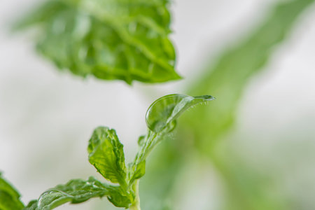 Fresh mint leaves with water drop close up. Selective focus.の写真素材