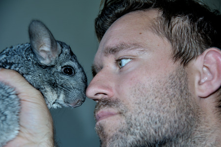 Grey Chinchilla in the hands of man close upの写真素材