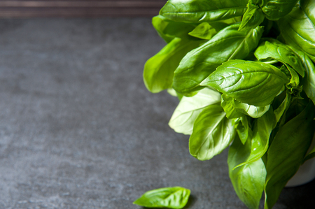 bunch of fresh basil on gray stone background, closeupの写真素材
