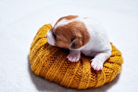Sweet sleeping jack russell puppy on bed from hat.
