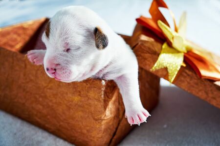 Little jack russel puppy in giftbox, presentの写真素材